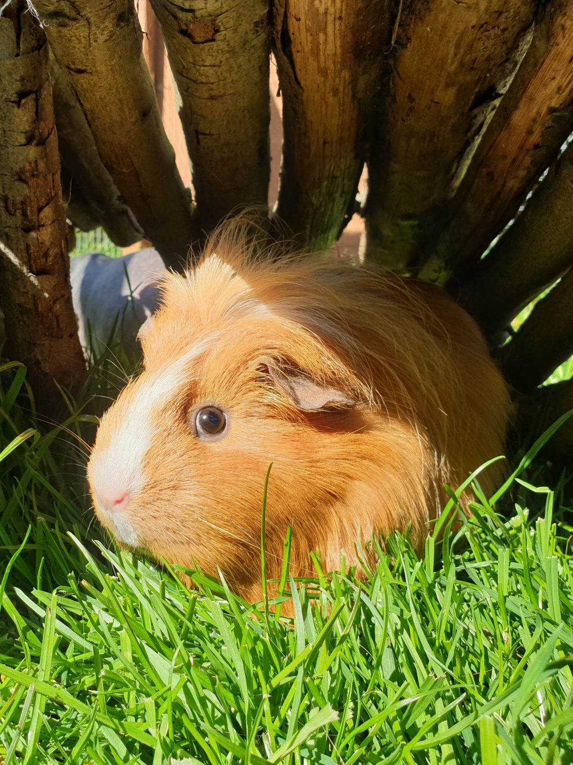 Guinea Pig Boarding Tiny Paws Holidays
