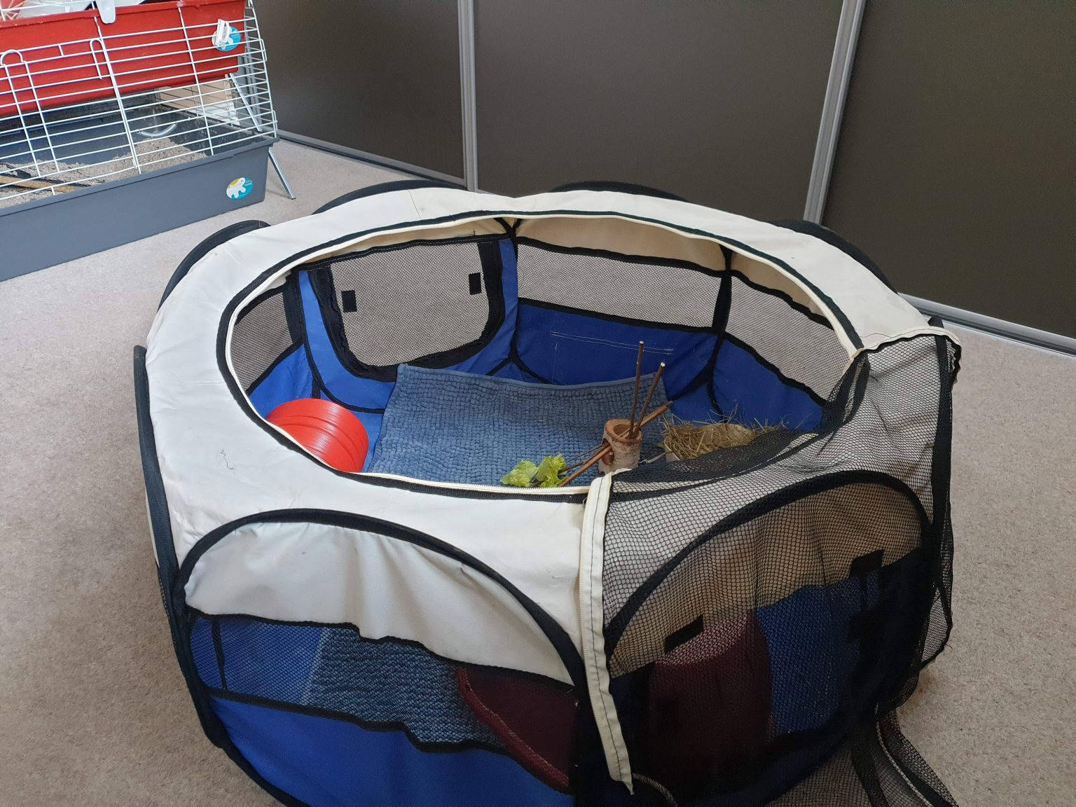 Guinea Pig Boarding Tiny Paws Holidays