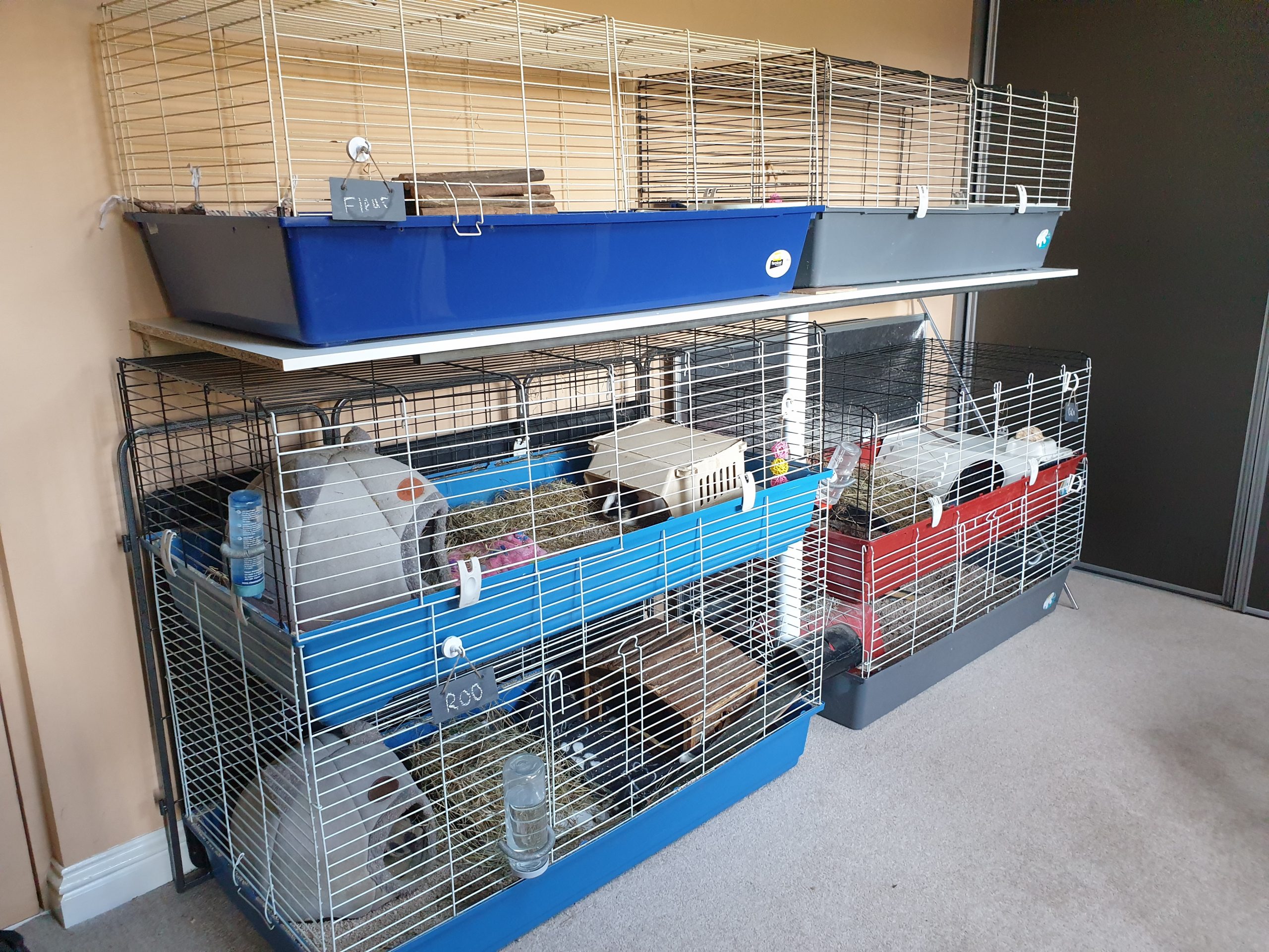 Guinea Pig Boarding Tiny Paws Holidays
