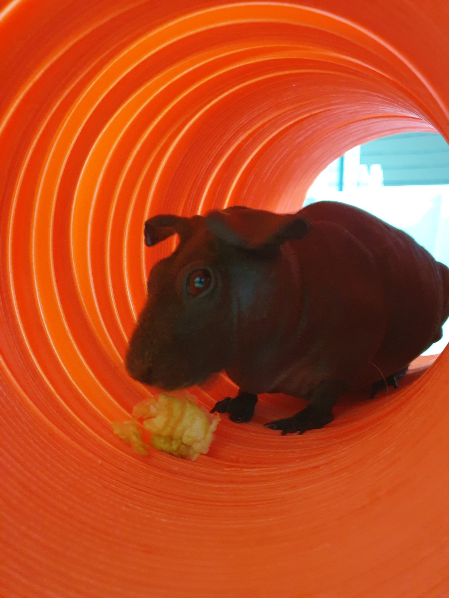 Guinea Pig Boarding Tiny Paws Holidays